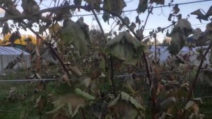 Сорт винограда Буратино в Ленинградской области на улице. 11.09.2022