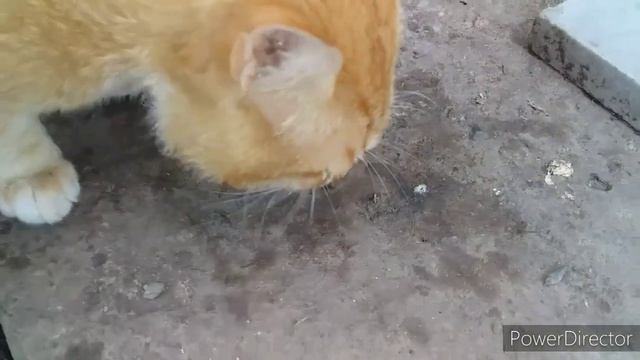 Обработка от Пухопероеда!//Покупки для Животных в Ветаптеке//Препарат для Кур Несушек! смотреть онлайн