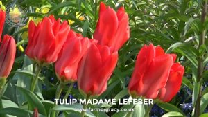 Tulip 'Madame Lefeber' (or 'Red Emperor') - FarmerGracy.co.uk