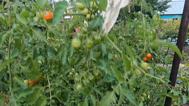 Обзор выращивания томата Киш-Миш. Самые вкусные помидоры черри. Хранятся до новогодних праздников.