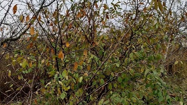 Михайлов день. История. Что можно делать на Михайлов день и что нельзя..mp4 смотреть онлайн