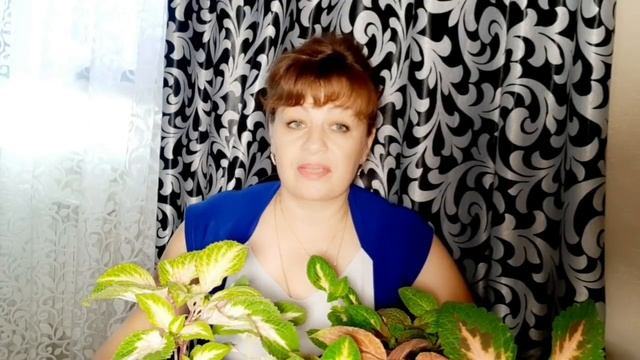 КАК РАЗБОГАТЕТЬ НА ЦВЕТАХ. РАСКРЫВАЮ ВСЕ СЕКРЕТЫ. САМЫЕ ЛЁГКИЕ ЦВЕТЫ В РАЗМНОЖЕНИИ НА ПРОДАЖУ. смотреть онлайн