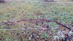 Осеняя обрезка ежевики| Подготовка к зиме