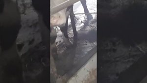 Откорм быков и лошадей.  Первый день на привязи.