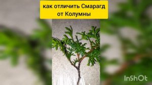 Туя Смарагд и Колумна отличие