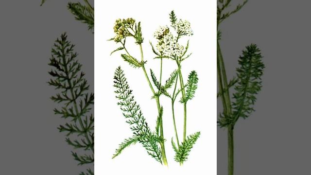 Тысячелистник, лечебные свойства. смотреть онлайн