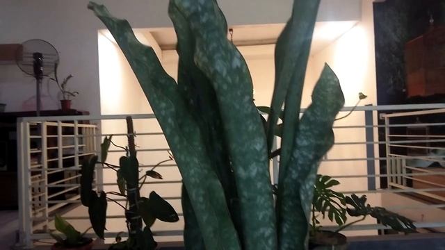 TANAMAN HIAS SANSEVIERIA CORAL BLUE SNAKE PLANT || SANSEVIERIA LIDAH MERTUA смотреть онлайн