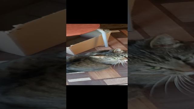 ищет еду смотреть онлайн