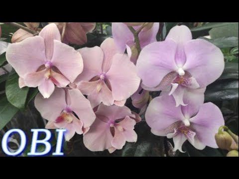 №894/ СВЕЖИЕ красивые ОРХИДЕИ в OBI