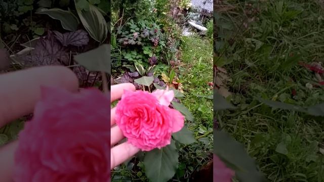 Обзор розария. Розы Джульетта,  японская роза Эвредика,  Ботичелли.