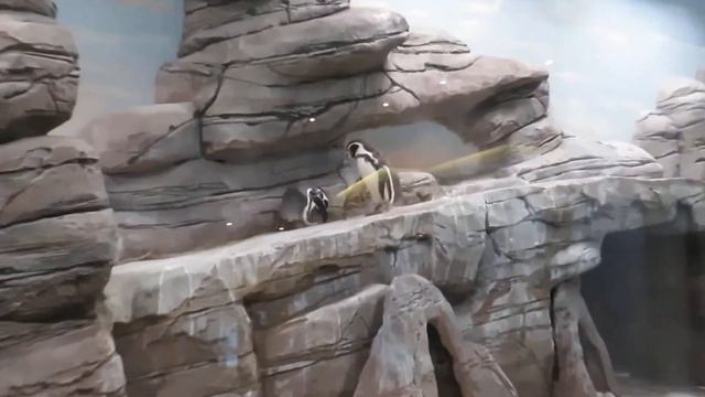 Пингвинчики плавают и отдыхают 12.02.2020 смотреть онлайн