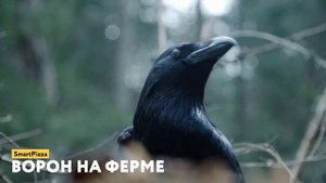 Случаи, Когда Животные Пришли Просить Помощи у Человека
