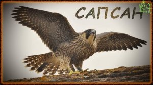Голоса птиц Как поёт Сапсан (falco peregrinus).mp4