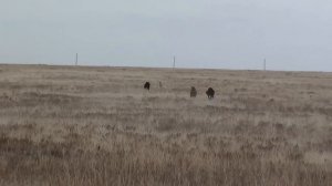 Охота с борзыми. Грейхаунды Глюкоза, Альфа сезон 2014г