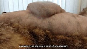 Рак у кошек: симптомы онкологии, опасна ли для человека