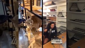 Кот поёт- парень гений. This man is genius. Cat singing song