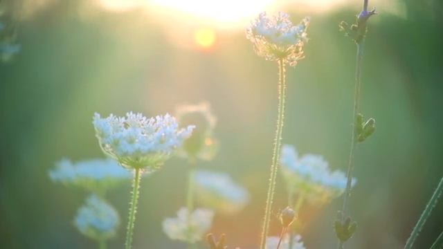 Best of Beegie Adair - Jazz Romance.mp4 смотреть онлайн