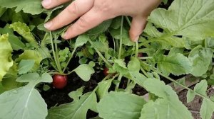 Теплица для начинающих. Уплотненные посадки в теплице.