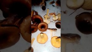 КАК ОПРЕДЕЛИТЬ СЪЕДОБНЫЕ И НЕСЪЕДОБНЫЕ ГРИБЫ