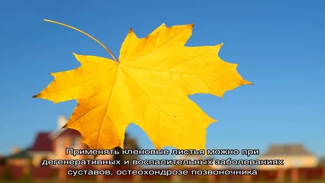 Кленовые листья от боли в суставах смотреть онлайн