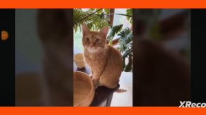 последние минуты жизни симбы младшего 😭😭😭😭😭😭😭😭