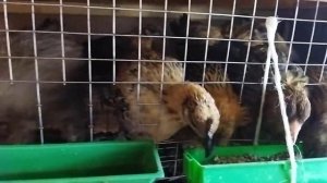 Лакеданзи и брама