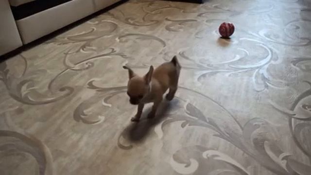 Чихуахуа Боня ?и мячик?/Чихуахуа 3 месяца?/Игривый щенок/ смотреть онлайн