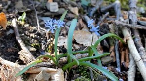 Il risveglio del bosco - I fiori di Primavera