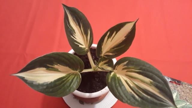#hosta #Sting #хоста #Стинг/ Хоста гибридная Стинг (лат. hosta hybridum Sting)(M). Ранняя покупка