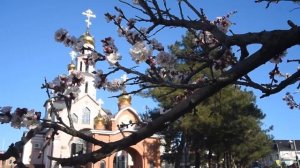 ХРАМ СВЯТИТЕЛЯ НИКОЛАЯ ЧУДОТВОРЦА В АРХИПО-ОСИПОВКЕ