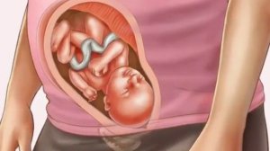 31 haftalik homila. Homiladorlikning 31- haftasi.