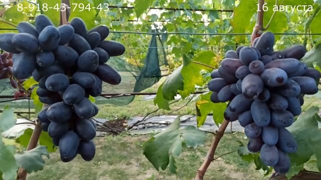 Виноград "Рэмбо" смотреть онлайн