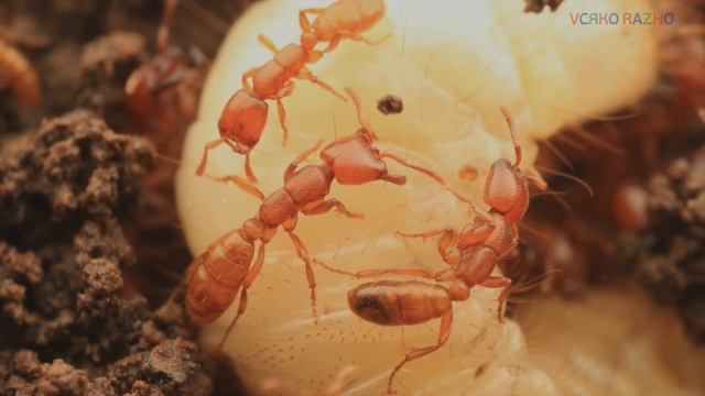 ТОП 6 САМЫХ ОПАСНЫХ НАСЕКОМЫХ МИРА/TOP 6 MOST DANGEROUS INSECTS IN THE WORLD смотреть онлайн