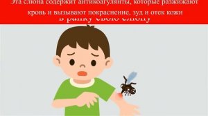 10 Укусов Насекомых,Которые Нужно уметь Распознать