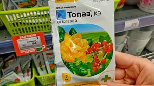 Как побороть Паршу на яблоне и груше. Рассказываю, чем обработать деревья весной