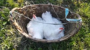 бройлер Росс 308 Турция жара, вынужденый забой 40 дней вес