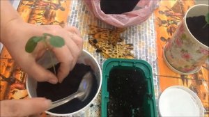 Гибискус суданский. Пикировка. Прошёл месяц после посева.