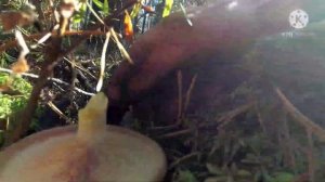 Огромный гриб! Может он добрый!?