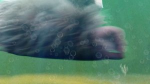 Делать мне нечего, только разных собак из реки вытаскивать!