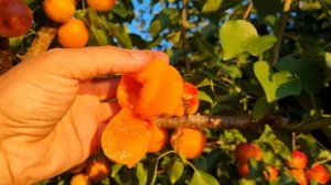 Абрикос Апріум. Піздній врожайний сорт.