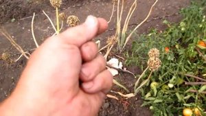 Собираем СЕМЕНА ЛУКА   ЧЕРНУШКА