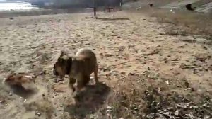 Булки на прогулке(1)