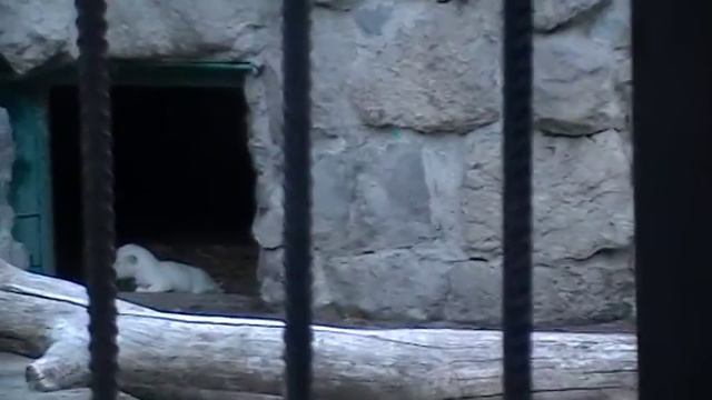 львы в зоопарке Украина Ялта смотреть онлайн