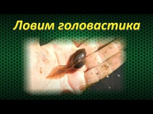 Ловим головастика / головастик зелёной лягушки