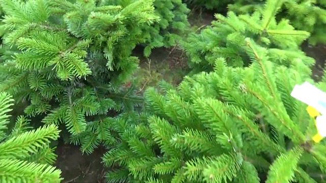 16218 Пихта Нордмана в горшке 0.80 – 1.00 м смотреть онлайн