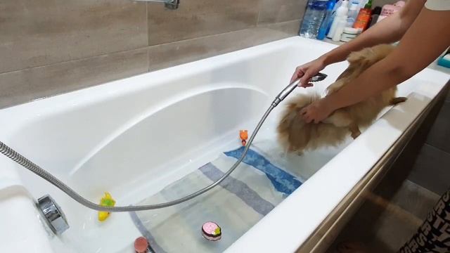 Как купается шпицинка Бася? смотреть онлайн