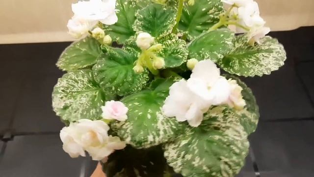 Обзор фиалок Watermelon Snow и Rose Bouquet.