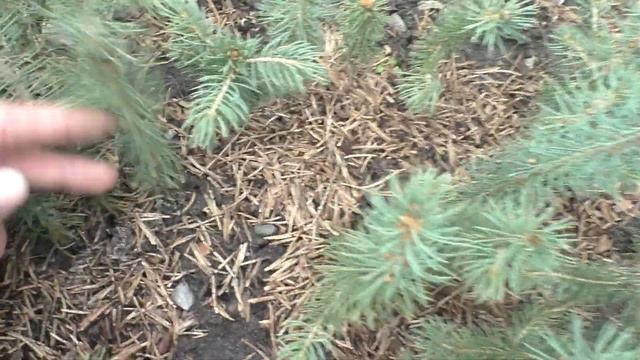 На каком расстоянии рассаживать 2-хлетние сеянцы ели голубой. смотреть онлайн