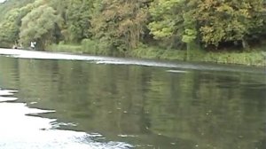 Ловля плотвы на кукурузу.