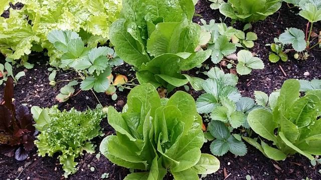 Мой Сад Огород - Сбор урожая - Жизнь в США - В гостях у Марго смотреть онлайн